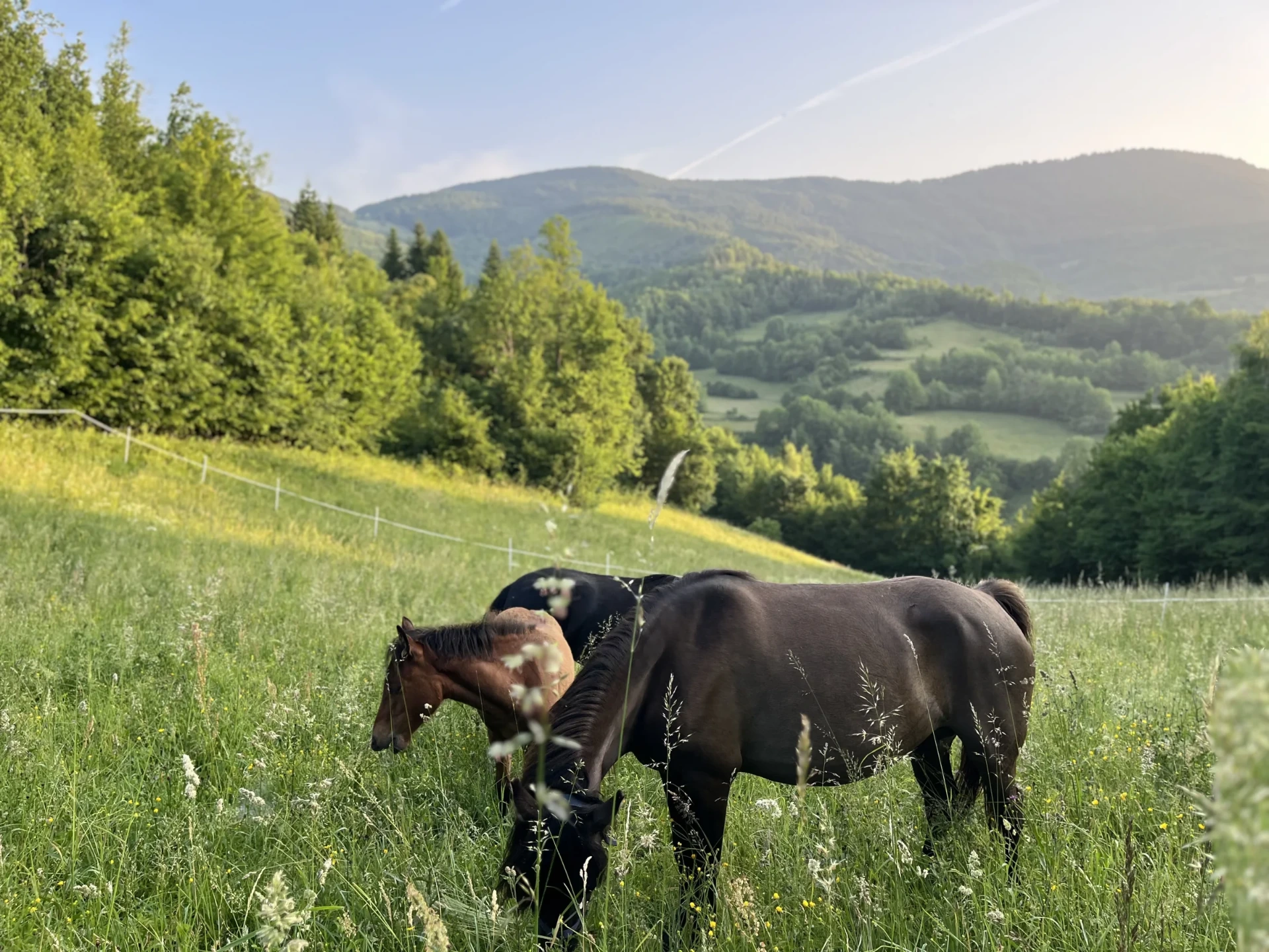 Pferde auf einer Wiese vor den Bergen bei Fojnica