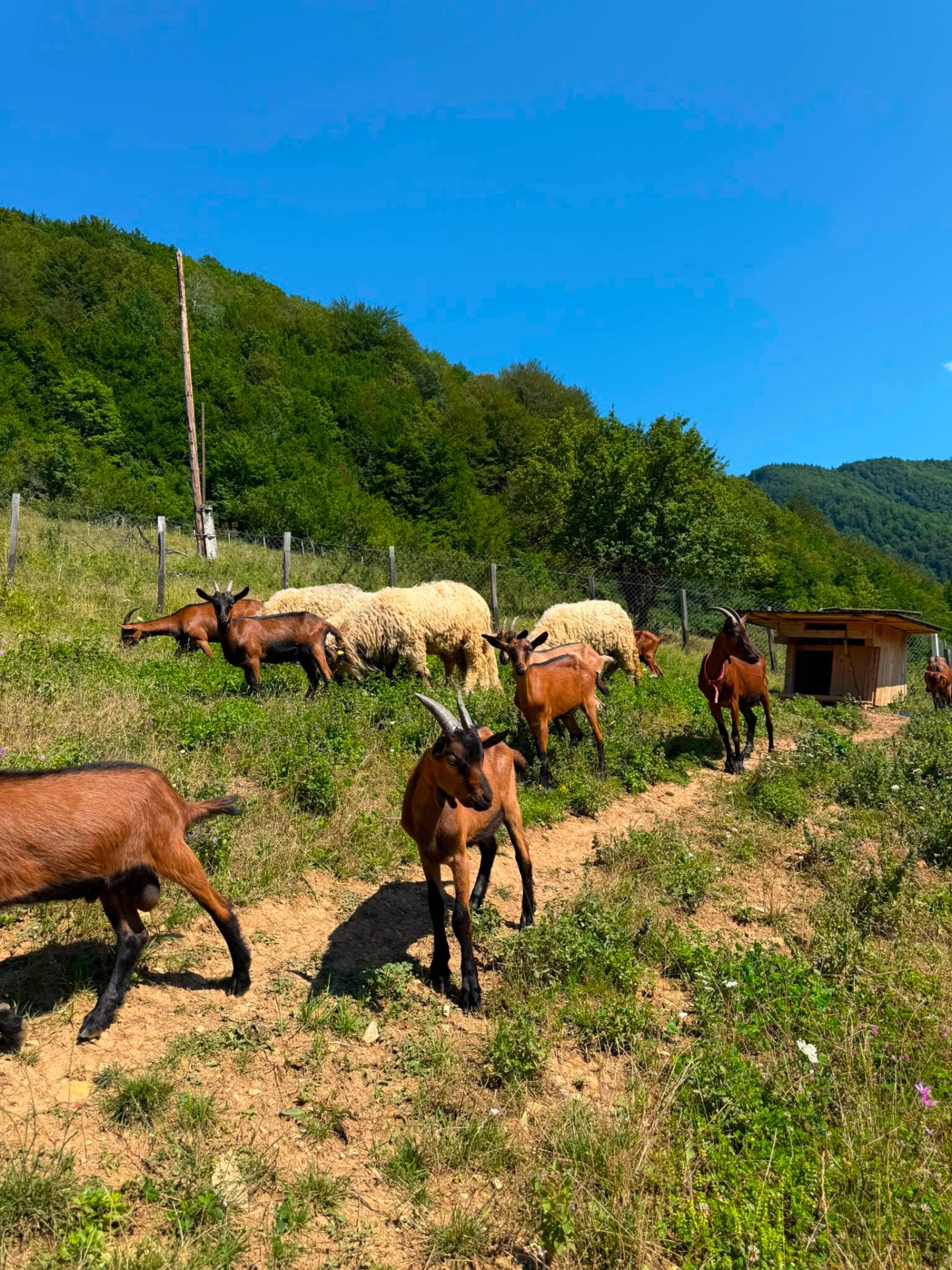 Ziegen auf der Farm